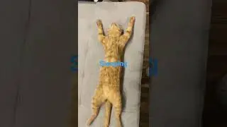 cuteness of cats while sleeping #cute #catfunny