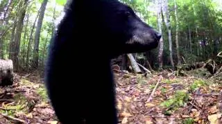 454 Casull v. Black Bears