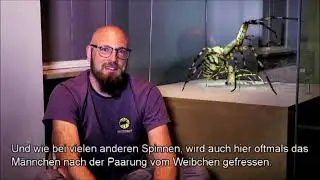 Heimische Arten: Die Wespenspinne
