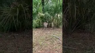 Curious Deer #shorts #deer #wildlife