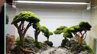 Aquarium bonsai