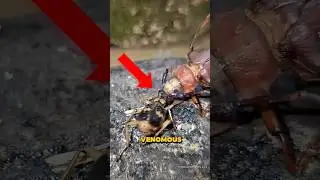 TOP 5 VENOMOUS INSECTS IN THE WORLD!!