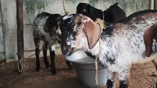 ஆடுகளுடன் நேரலை🐑🌾🦙🐐💚Goat Life is live @goatslifes