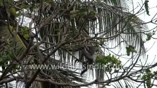 Purple faced Langur or Leaf Monkey in Sri Lanka