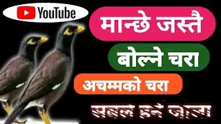 मान्छे झैं बोल्ने चरा || The talking bird is amazing ||  Purbi Nepal #purbinepal #tallkingbird