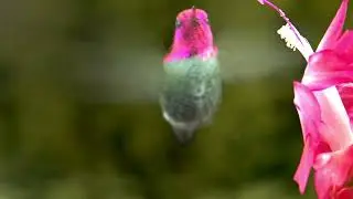 The BEST Way To Connect With NATURE