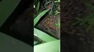 Ёжик охотник ночной мир Крым A beautiful hedgehog and its nightlife, a skillful hunter (Crimea 2021)