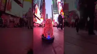 Times Square Cat Boss