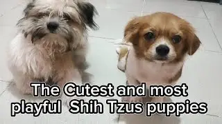 The cutest and most playful Shih Tzus puppies