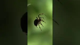 orbweaver spider, #orbweaver , #orbweaverspider, #gardenspider , #barnspider, #araneus, #neoscona