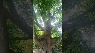 #sycamoretree#tree#nature#life#uk#fyp