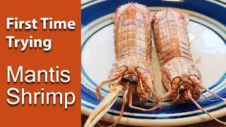 First Time Trying: Mantis Shrimp