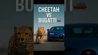 Cheetah vs Supercar &ndash; Who Wins a Race?