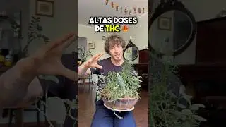 3 perigos de consumir THC 🍁 #sejanatural