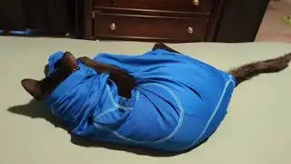 Maine Coon Mix Puts Shirt On, Gets Stuck Inside