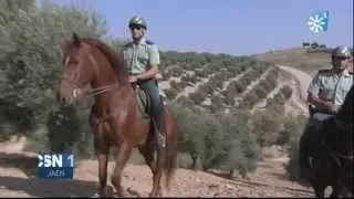 La Guardia Civil de Jaén activa el dispositivo para prevenir robos de aceituna