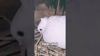 Pigeon Call for Mating || Pigeon cooing sound #shorts