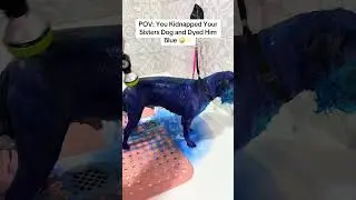 Dye-ing My Sisters Dog BLUE 🫪💙 #dogs #dogshorts #pets #petshorts #art