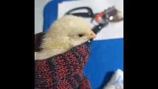 Debeaking chicks using Handheld Electric Debeaker