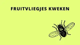 Eenvoudig een fruitvliegjes kweek starten