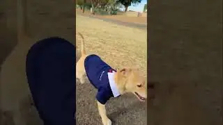 Cute Dog RUNWAY part 2 #cute #cutedog #dog