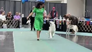 Nationals'25WinnersDog movings