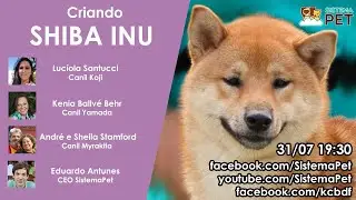 Criando Shiba Inu