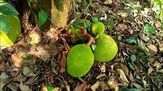 Jackfruit tree !    ON  Roots..
