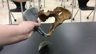 Australopithecus afarensis (Lucy) Pelvis