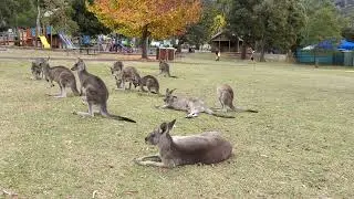 Wild Kangaroos, Halls Gap, The Grampians, Victoria Australia