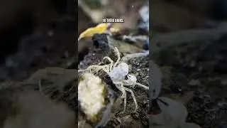 Discovering PERFECT Tank Mates & Feeding Tips For Thai Micro Crabs