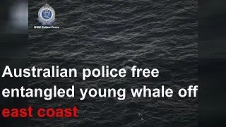 Australian police free entangled young whale off east coast