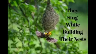 7 facts about weaver birds