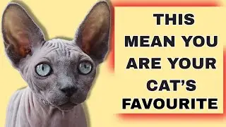 6 Things Cats Do ONLY for Their Favourite Human (You'll Be Surprised!)