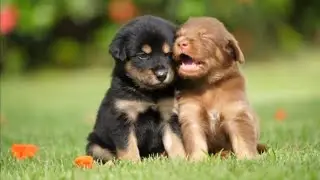 cute baby dog complition video 2021 ❤️funny and adorable little dog 🐕 puppies ❤️