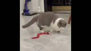 KittyZob&trade; SmartSlither &ndash; The Ultimate Interactive Snake Toy for Cats
