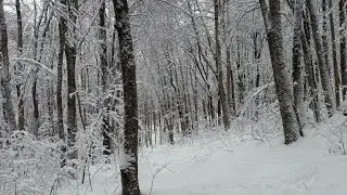 🎿Tree ski terrain ADKs🌲