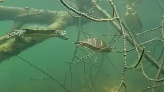Painted Turtle & Largemouth Bass Activity in Early Summer