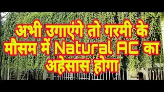 Curtain Creeper Plant || Curtain Creeper || Padada vel || Parda vel || Natural AC ||