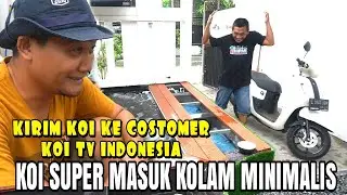 KOI SUPER MASUK KOLAM MINIMALIS❗❗CUSTOMER KOI TV INDONESIA