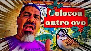 FILHOTE JÁ PULOU DO NINHO 