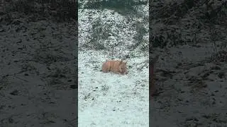 Daisy Enjoys Snow Like Its Retirement #daisydog #doglife #firstsnow