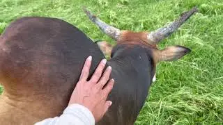 Animals Domesticated Humans, I Can Prove!