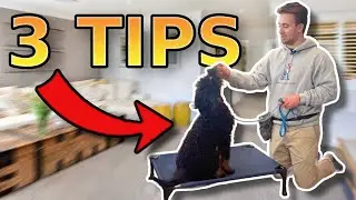 3 ESSENTIAL TIPS for Puppy Training