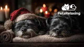 Dog Christmas Relaxation Music 🎄 Perfect for Home Alone Pets