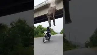 Elephant Jump From bridge into Road 😳 #shortsfeed #animallife #elephant #accident #shorts