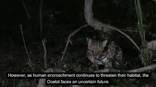 Nocturnal Nomads: The Secret World of the Ocelot