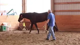 AQHA Black Pleasure Mare Invitation Only Bred