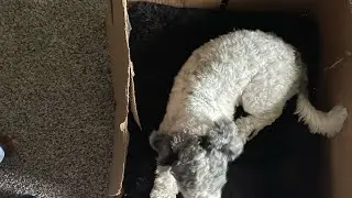 DIY dog bed #DIY #creative #dog #fyp