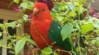 Friendly Wild King Parrot Parents and their Babies!